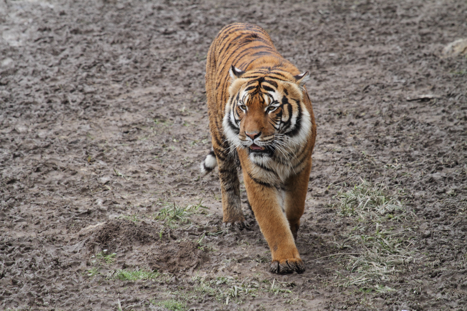 tigre de malaisie .