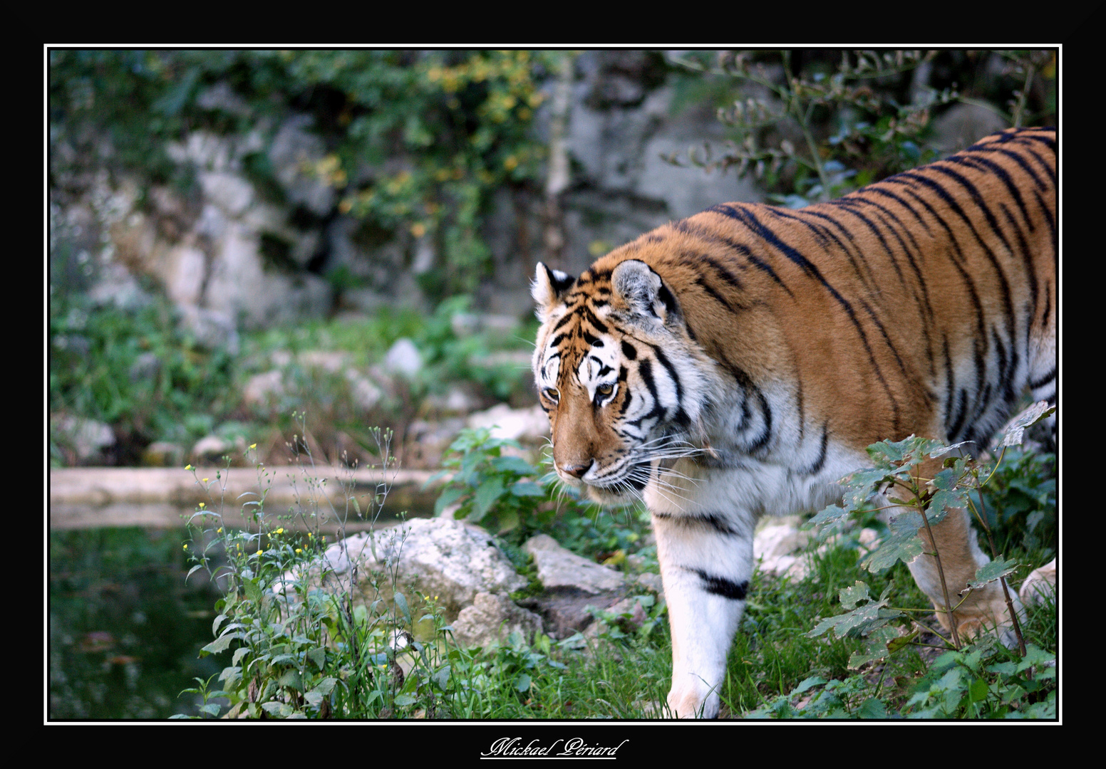 Tigre de Siberie 2