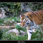 Tigre de Siberie 2