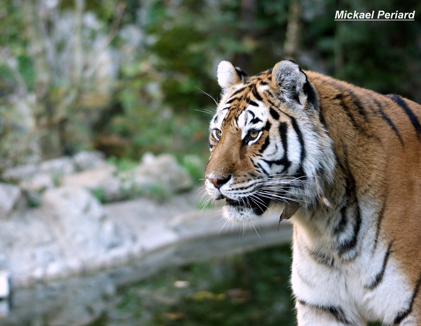 Tigre de Siberie