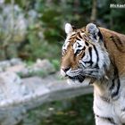 Tigre de Siberie
