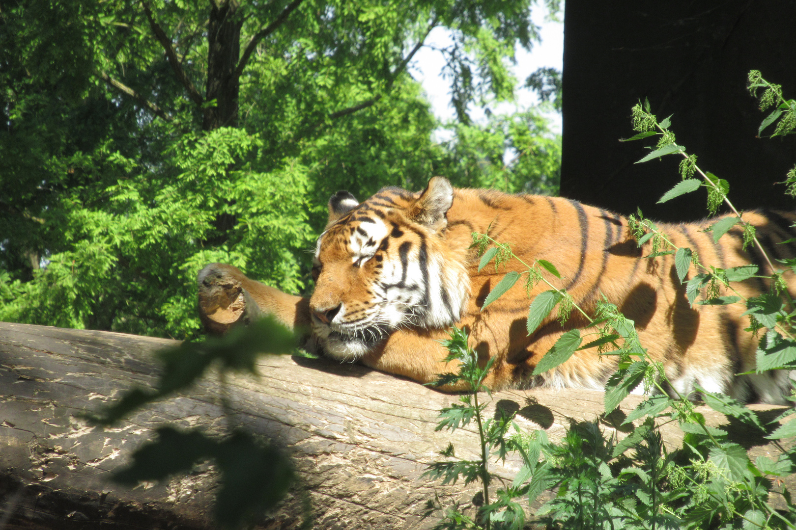 Tigre de Sibérie 