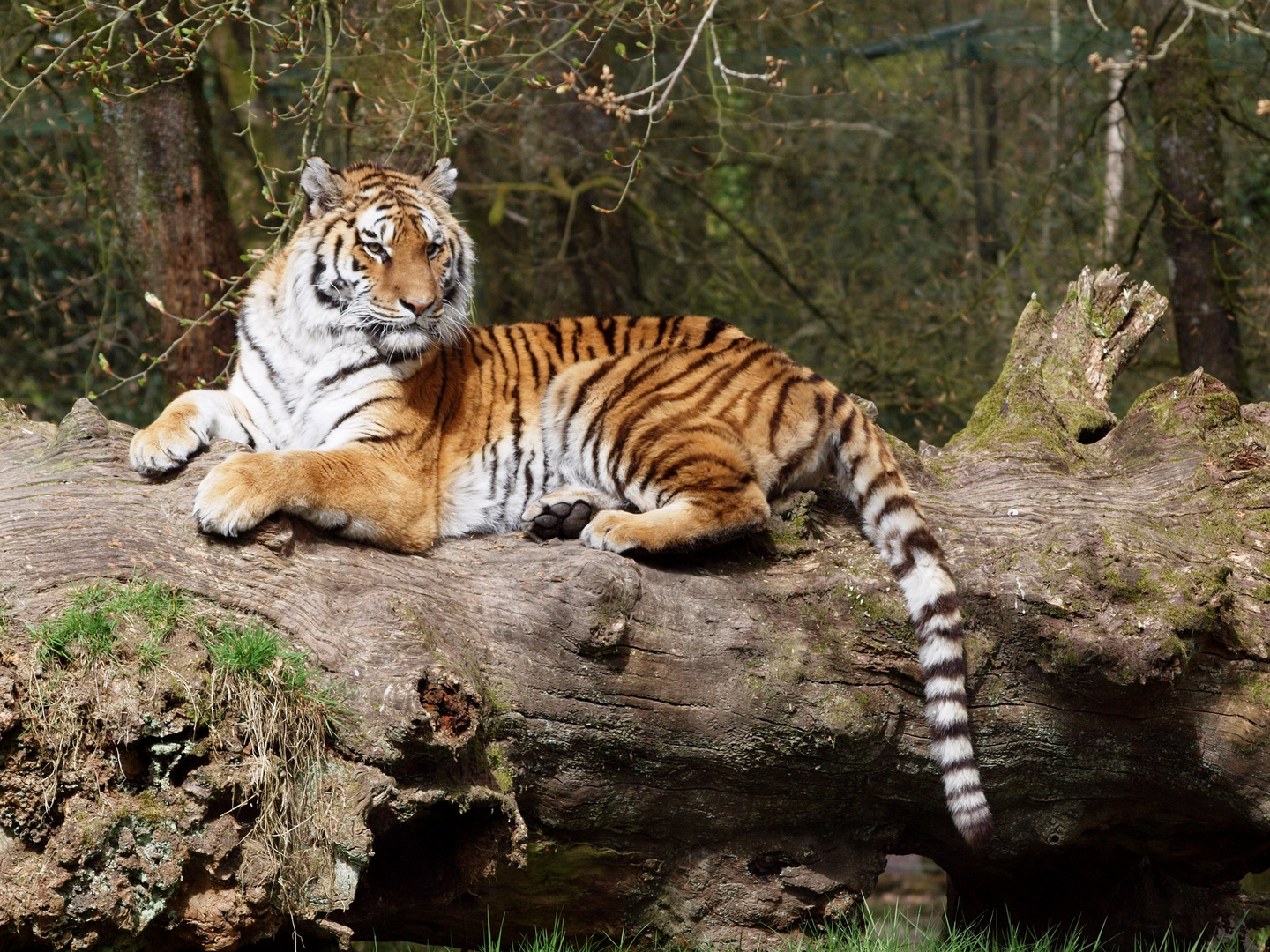 Tigre de Sibérie... dans le Calvados