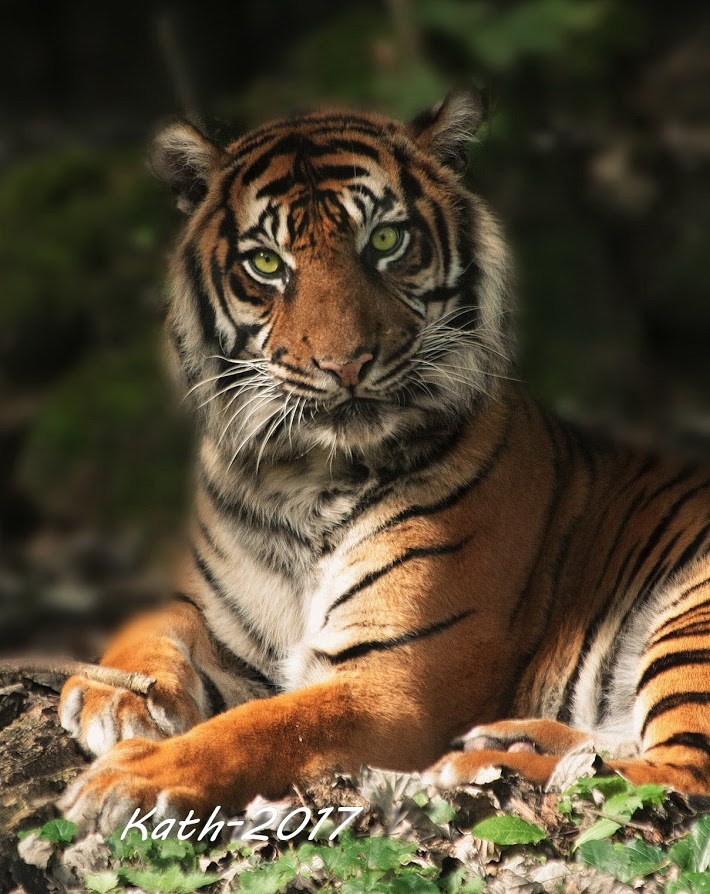 Tigre de  Sumatra  photo et image animaux animaux 