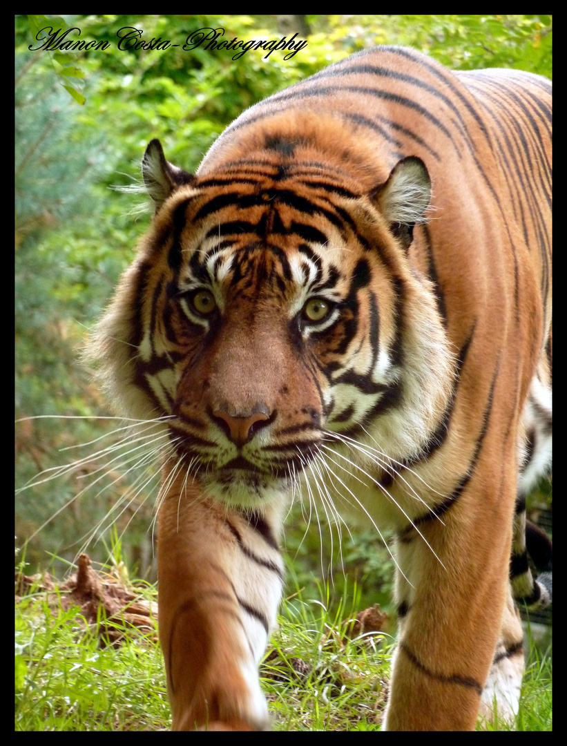 TIgre de Sumatra