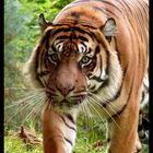 TIgre de Sumatra