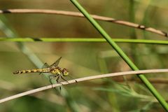 tigre des herbes