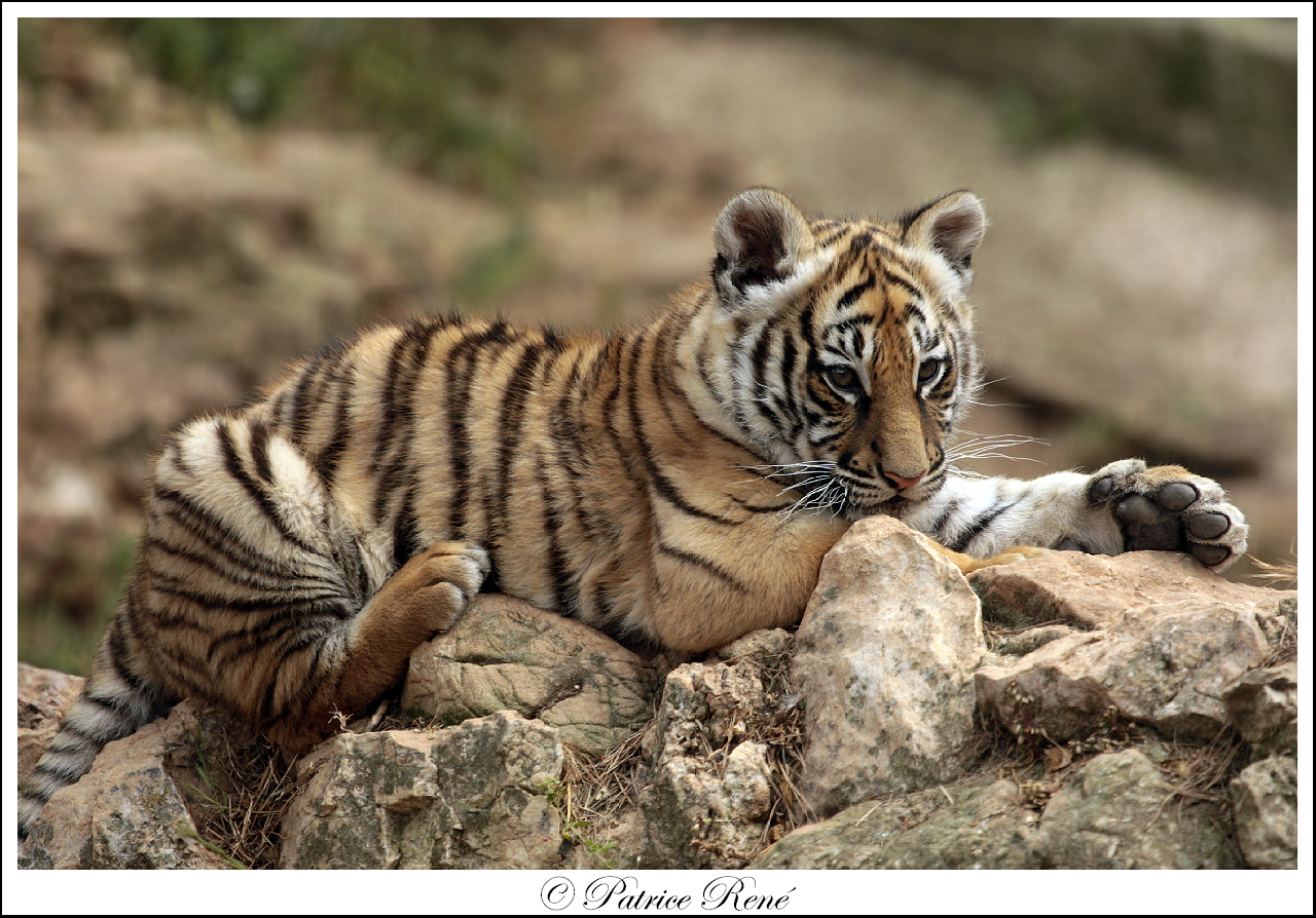 Tigre Du Bengale Photo Et Image Animaux Zoo Et Animaux En Captivite Animaux En Captivite Images Fotocommunity