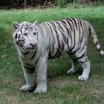 Tigre du Bengale ou Tigre Blanc