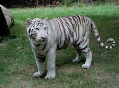 Tigre du Bengale ou Tigre Blanc