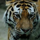 tigre