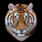 Tigre