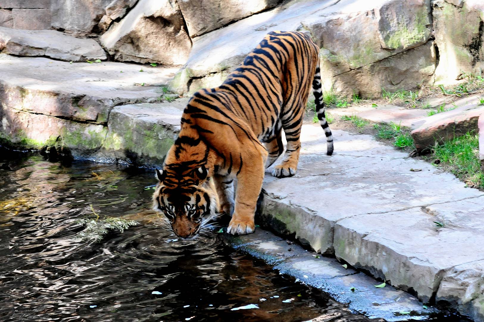 Tigre en Biopark (fuengirola, Malaga)