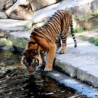 Tigre en Biopark (fuengirola, Malaga)