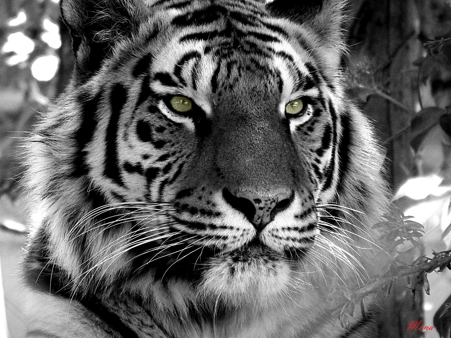 Tigre en negro y blanco