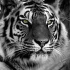 Tigre en negro y blanco