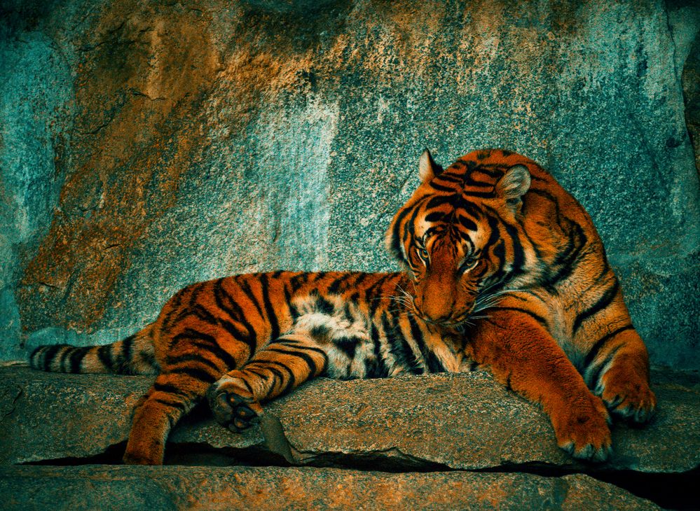 ~ Tigre Mexicana ~