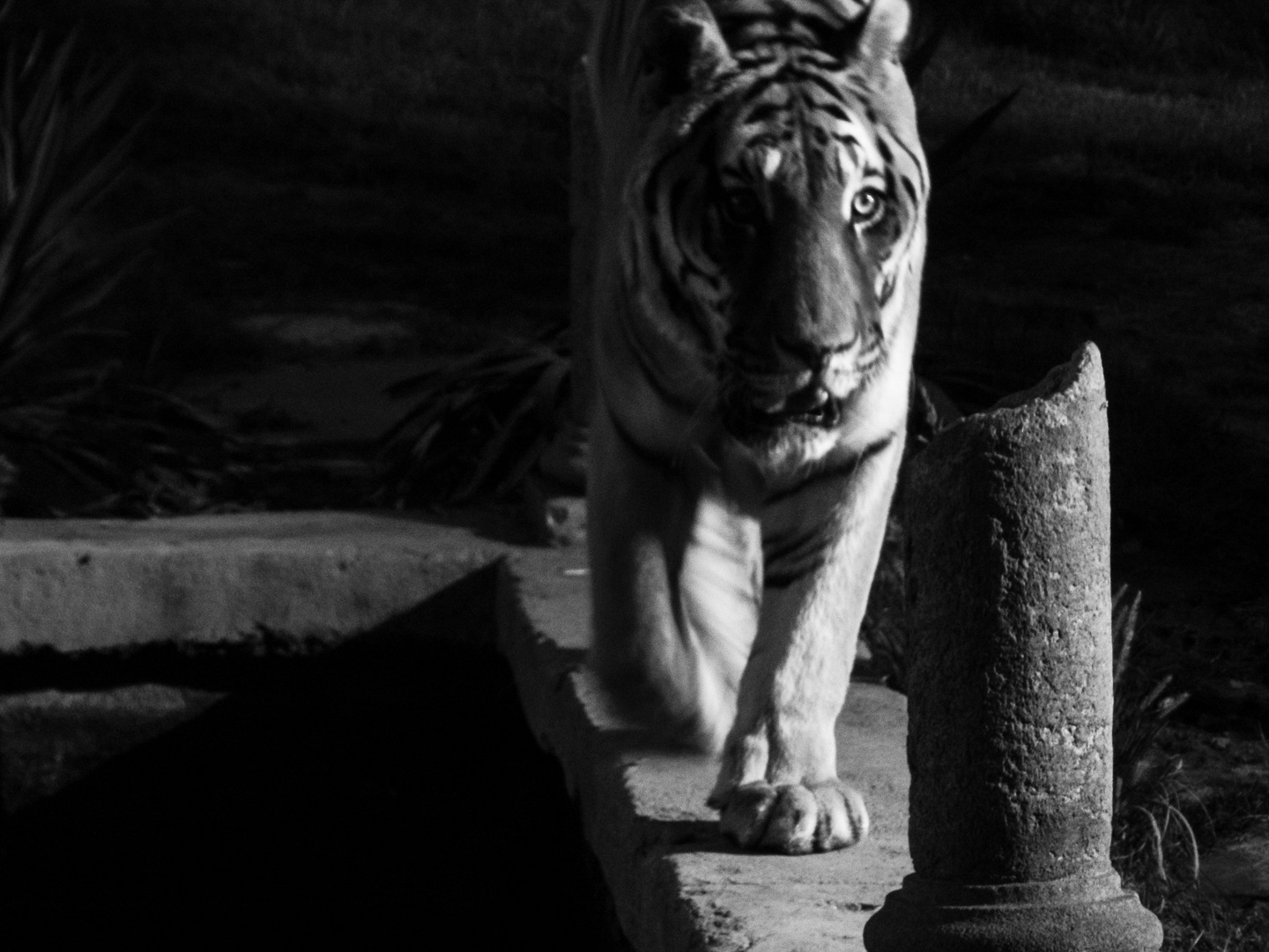 Tigre nel Parco Zoom - Torino