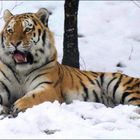 tigre neve