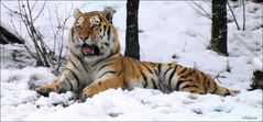 tigre neve
