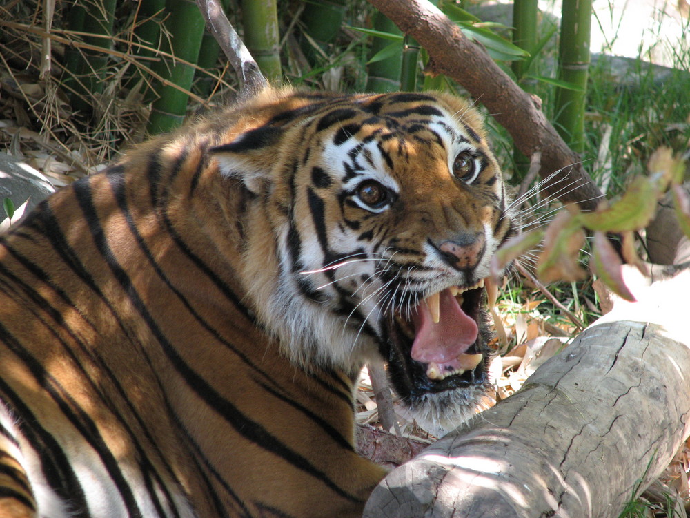 Tigre (Panthera tigris)