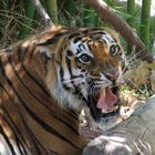 Tigre (Panthera tigris)