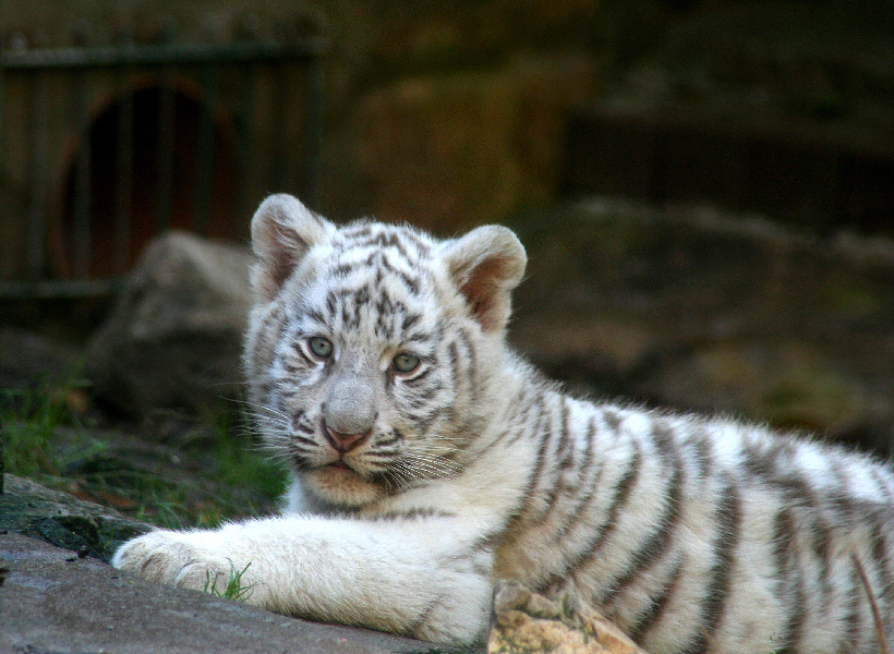 Tigre pequeño