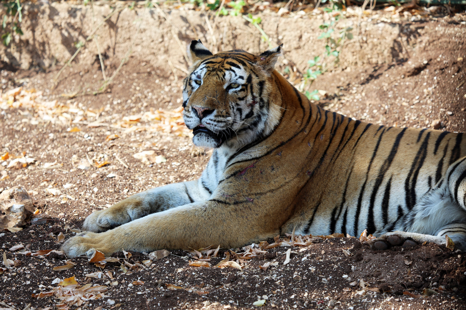 tigre relax