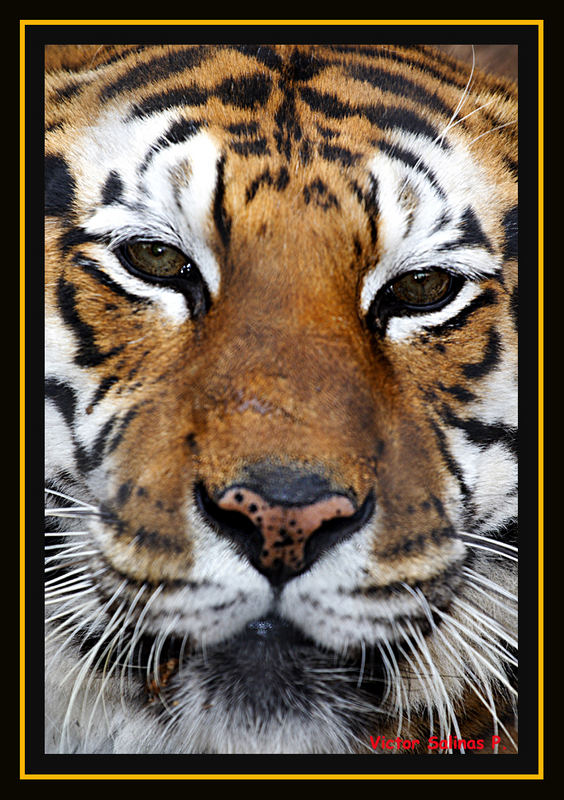 Tigre01