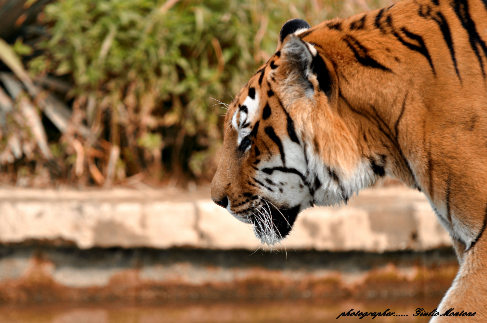 ....Tigre...2