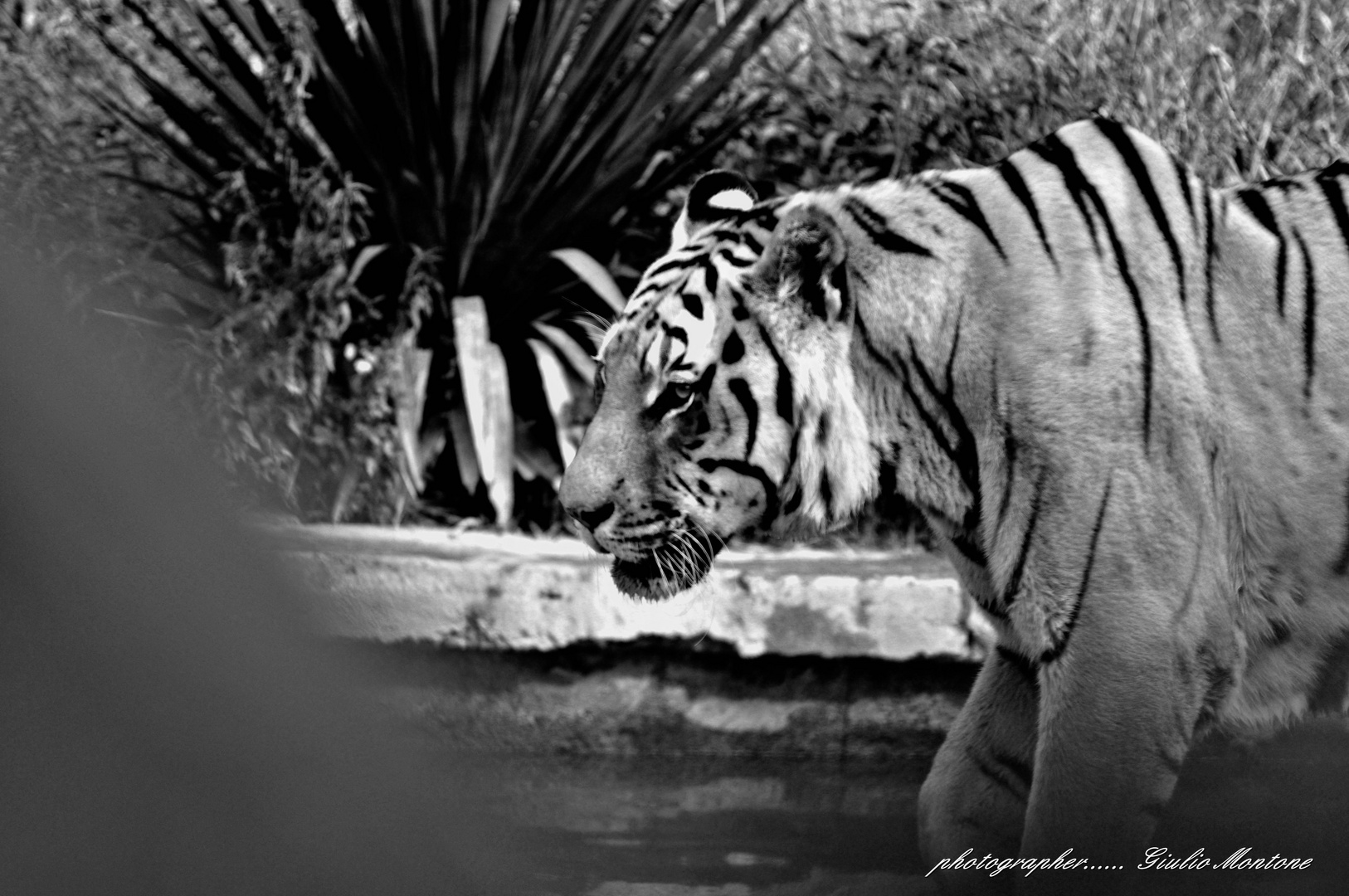 ....Tigre...3