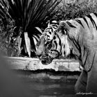 ....Tigre...3