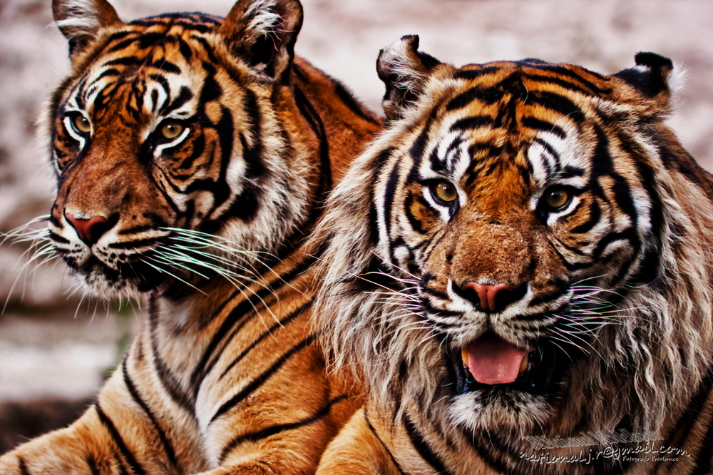 tigres