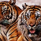 tigres