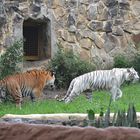 TIGRES BLANCOS