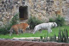 TIGRES BLANCOS