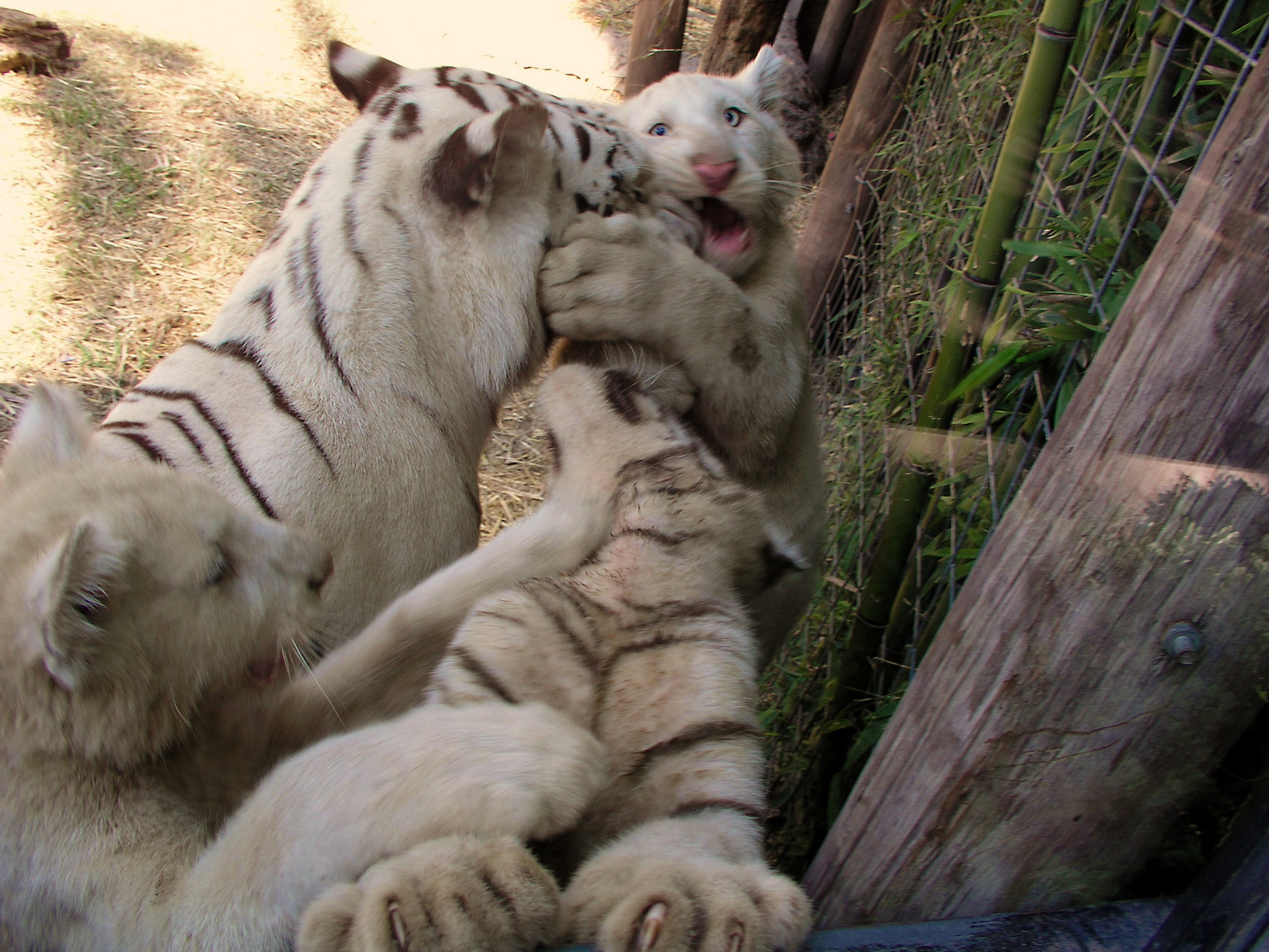 Tigres blancos