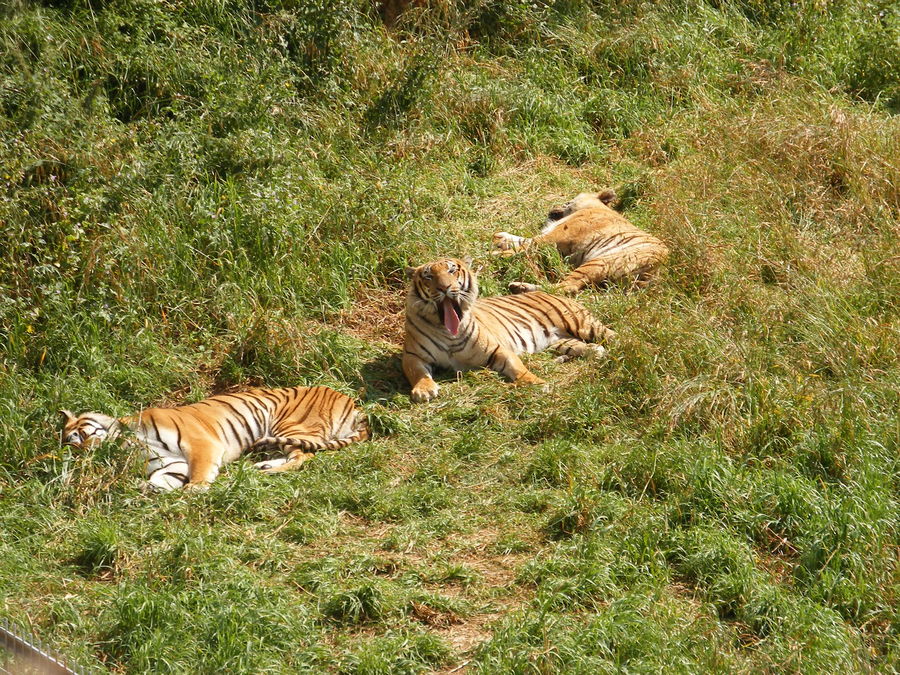 Tigres de cabárceno