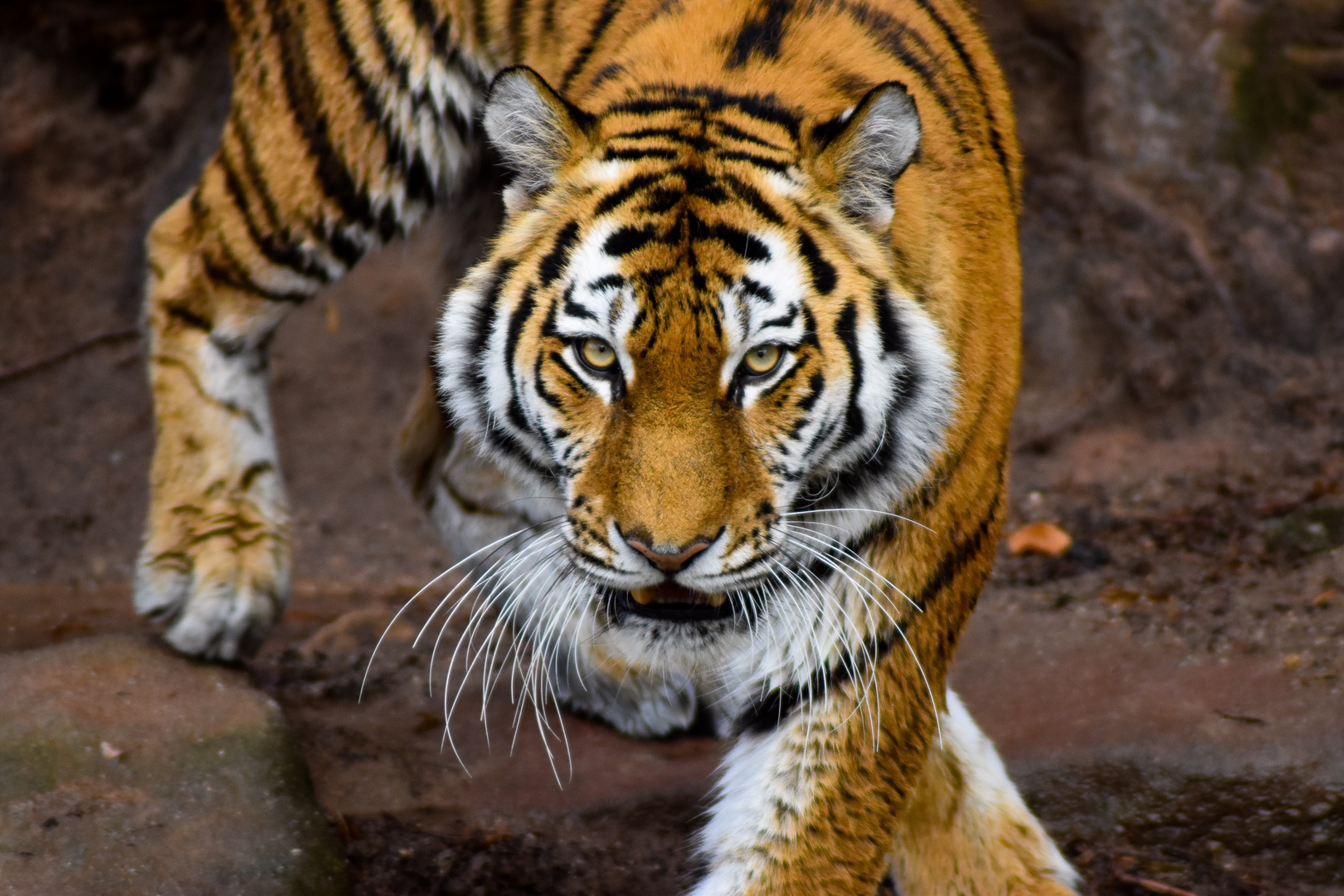 tigress 