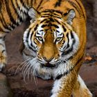 tigress 