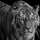 tigress