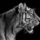 tigress portrait