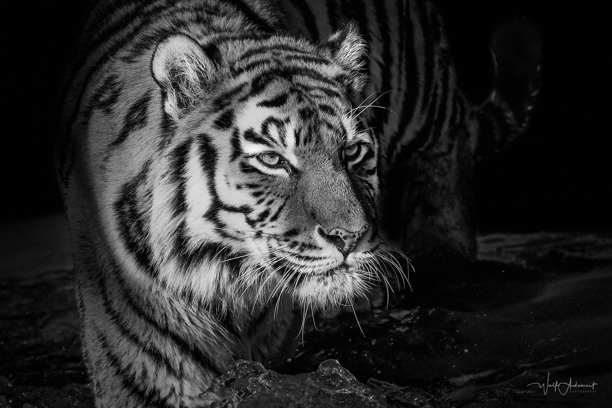 tigress portrait