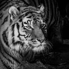 tigress portrait