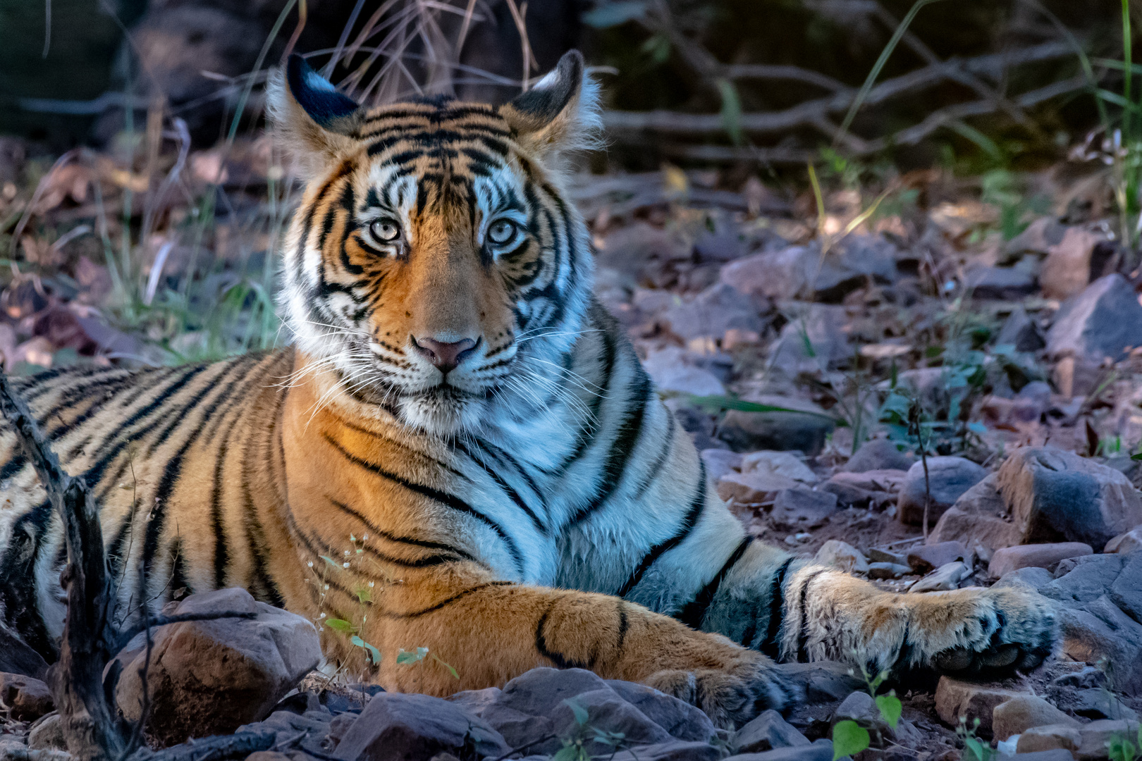 Tigresse posing at Sunset