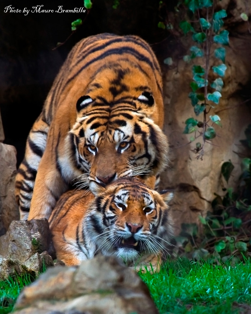 Tigri in amore.... Foto Immagini animali, zoo e allevamenti, animali