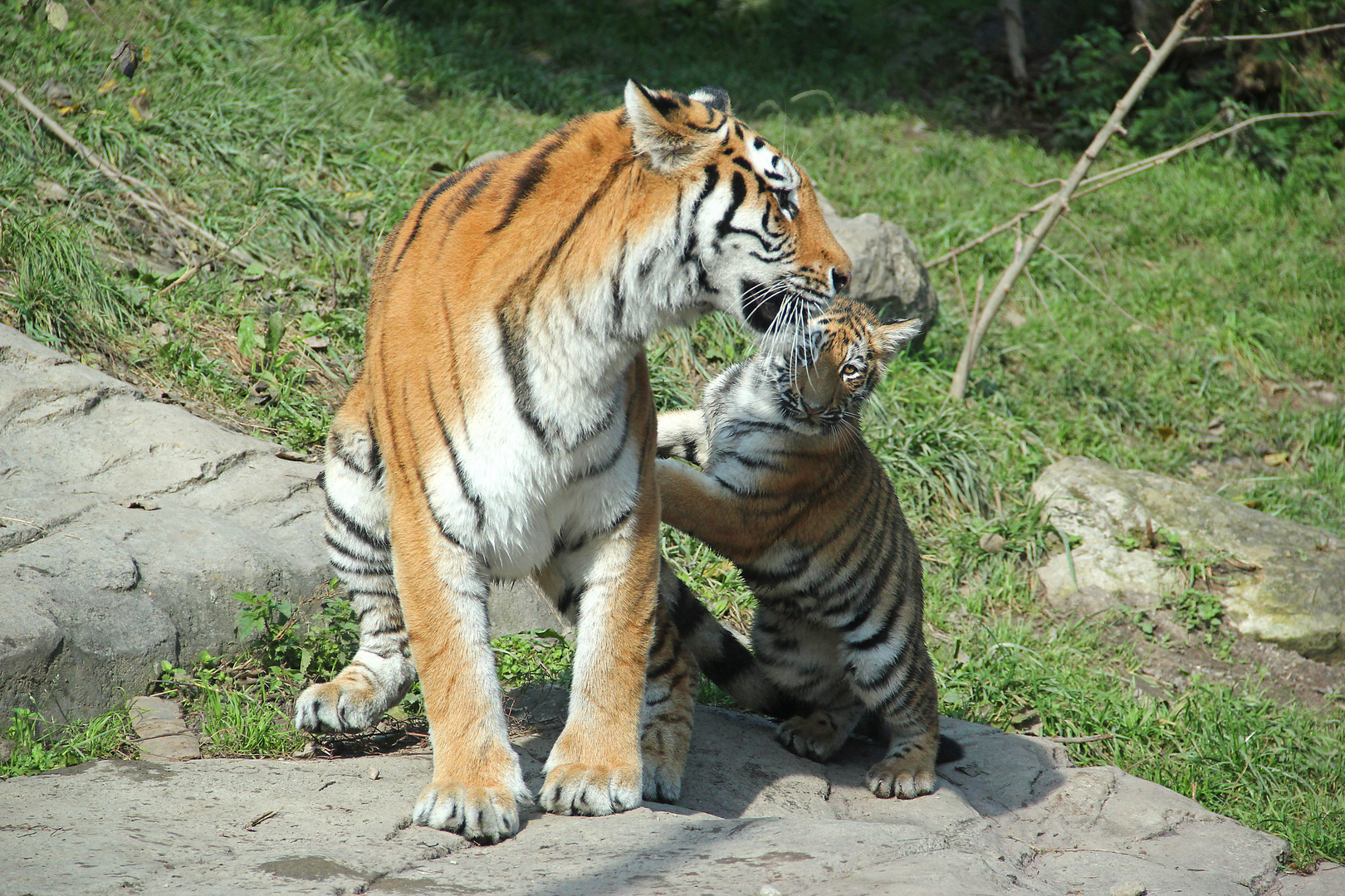 tigri zoo di zurigo