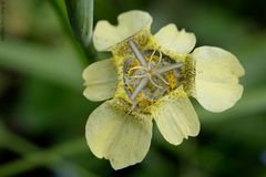 Tigridia pavonia