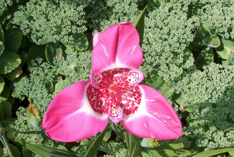 Tigridia pavonia