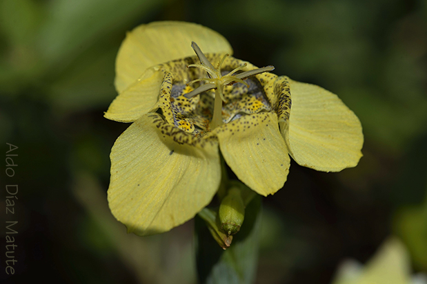 Tigridia philippiana.